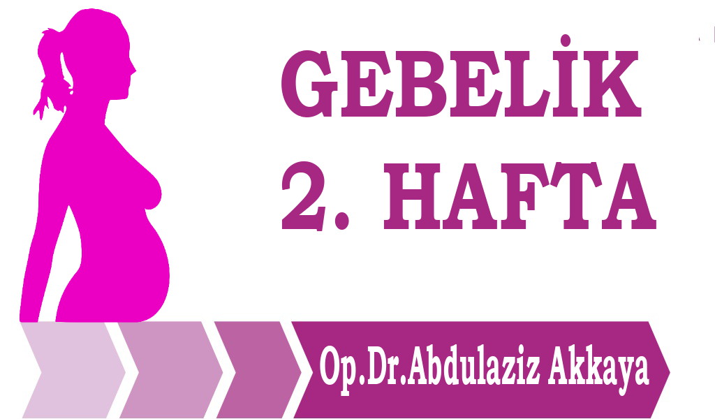 Gebelik 2. Hafta