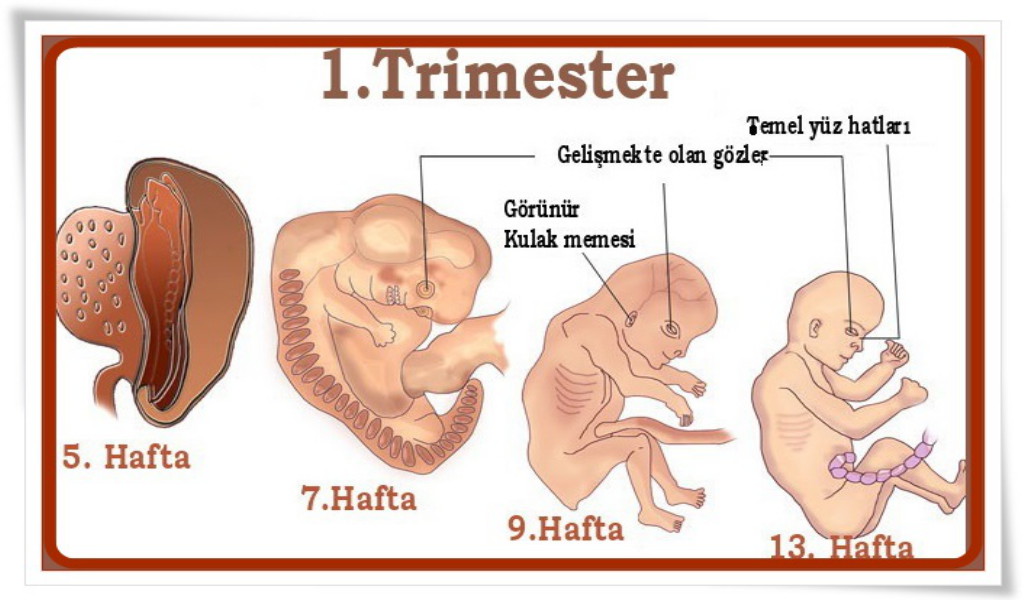 gebelkte ilk üç ay