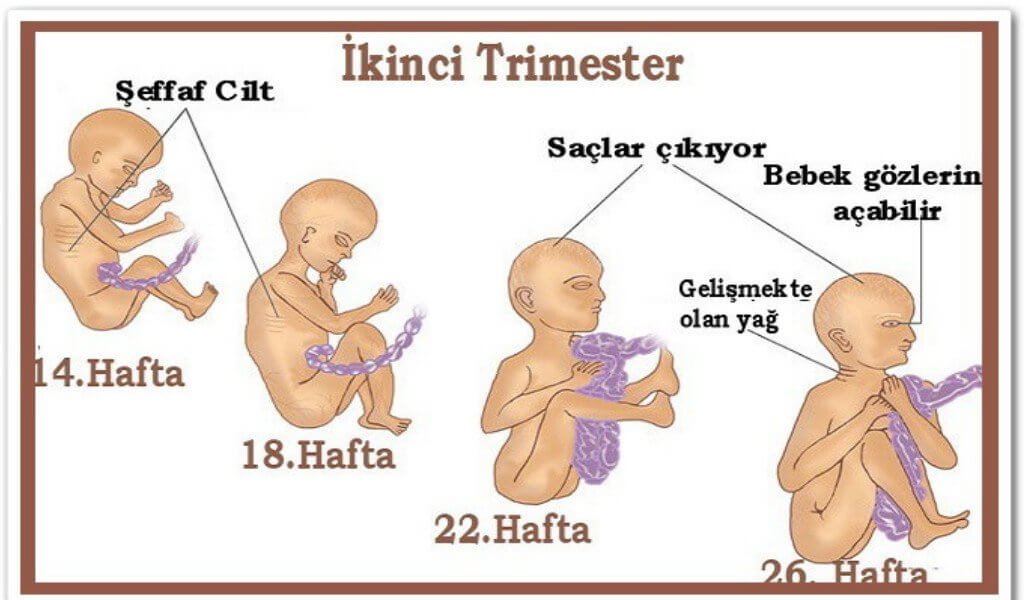 Hamilelikte İkinci Üç Ay Trimester