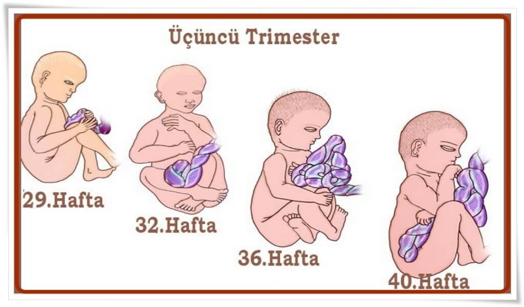 Hamilelikte Son Üç Ay