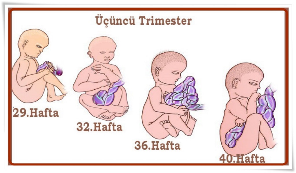 gebelikte son üç ay